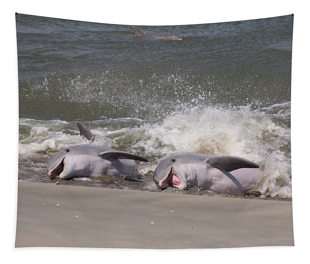 Dolphin Tapestry featuring the photograph Observing Calf by Patricia Schaefer