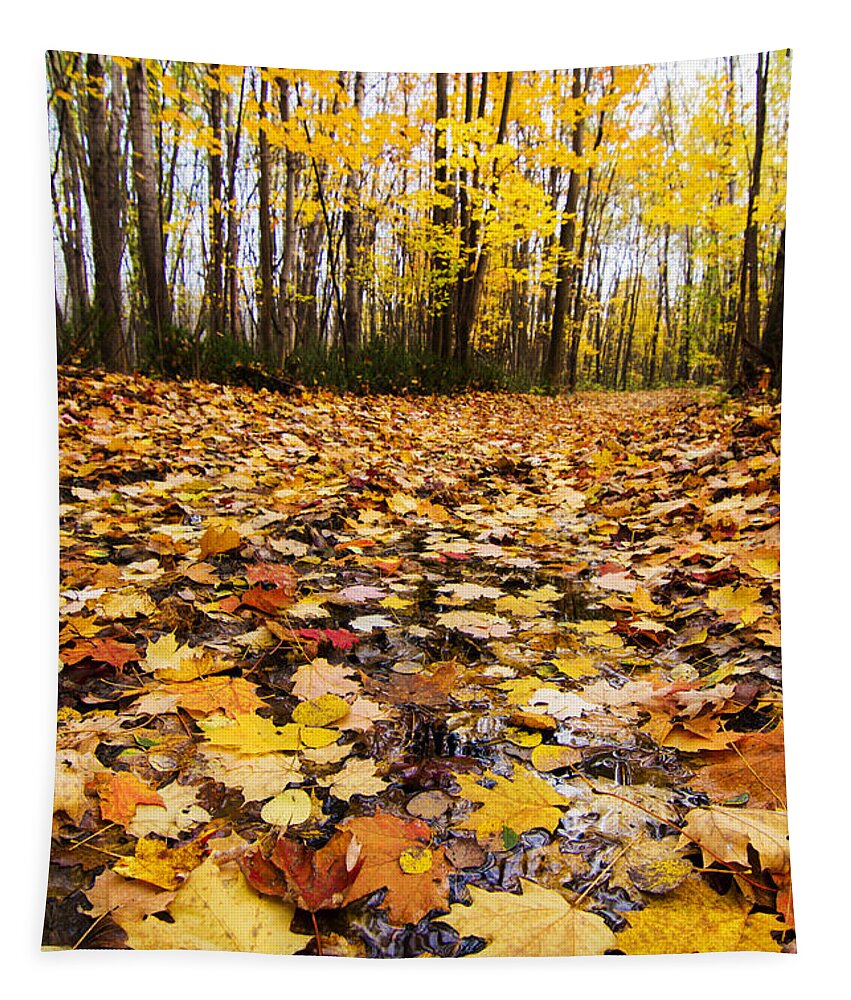 Autumn Tapestry featuring the photograph October Maple Forest by Mircea Costina Photography