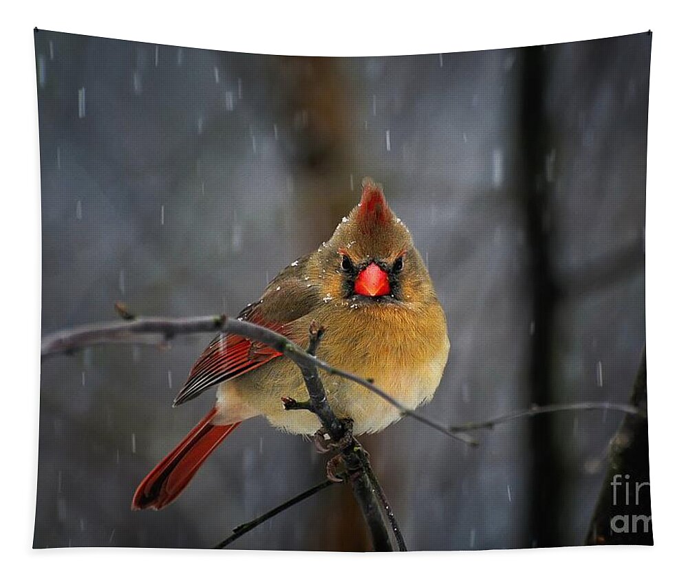 Cardinal Tapestry featuring the photograph Oh No Not Again by Lois Bryan