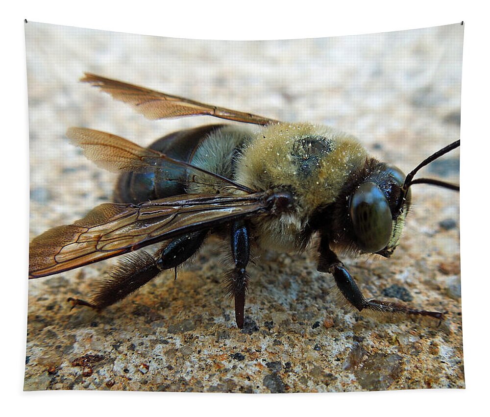 Macro Tapestry featuring the photograph Old Carpenter Bee by Pete Trenholm
