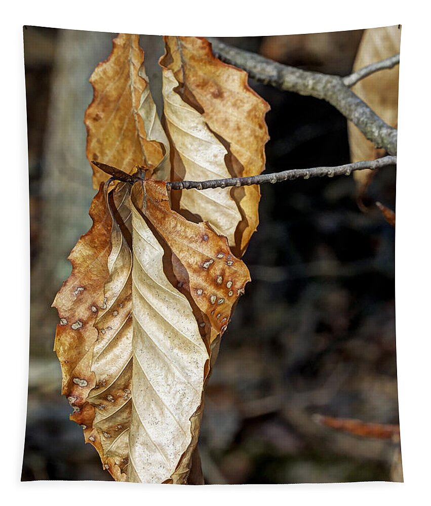 Beech Tapestry featuring the photograph Old Leaves New Buds by Carol Senske