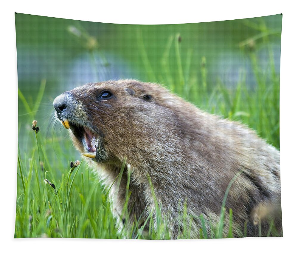 Animal Tapestry featuring the photograph Olympic Marmot by Thomas And Pat Leeson