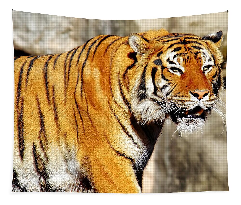 Tiger Tapestry featuring the photograph On the Prowl by Jason Politte