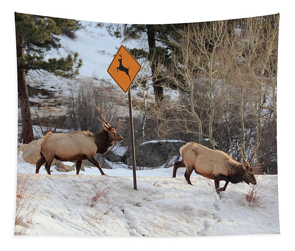 Deer Crossing Tapestry featuring the photograph Oops Wrong Crossing by Shane Bechler