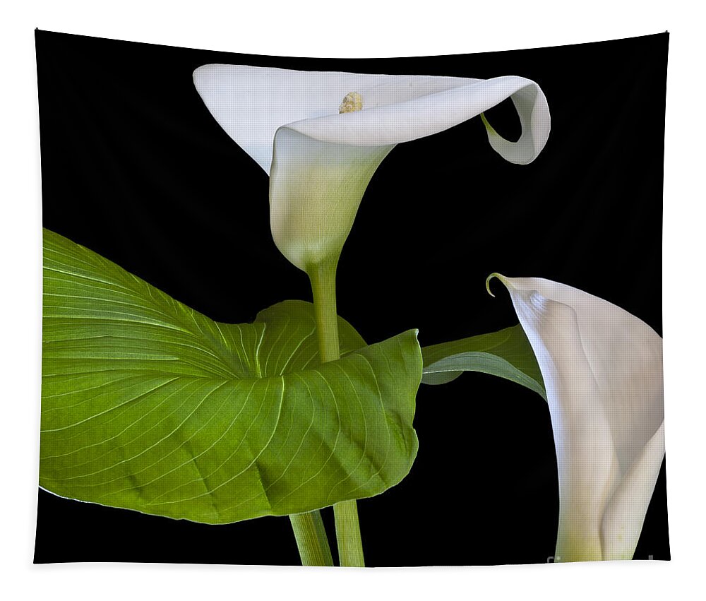 White Calla Tapestry featuring the photograph Open white calla lily I by Heiko Koehrer-Wagner