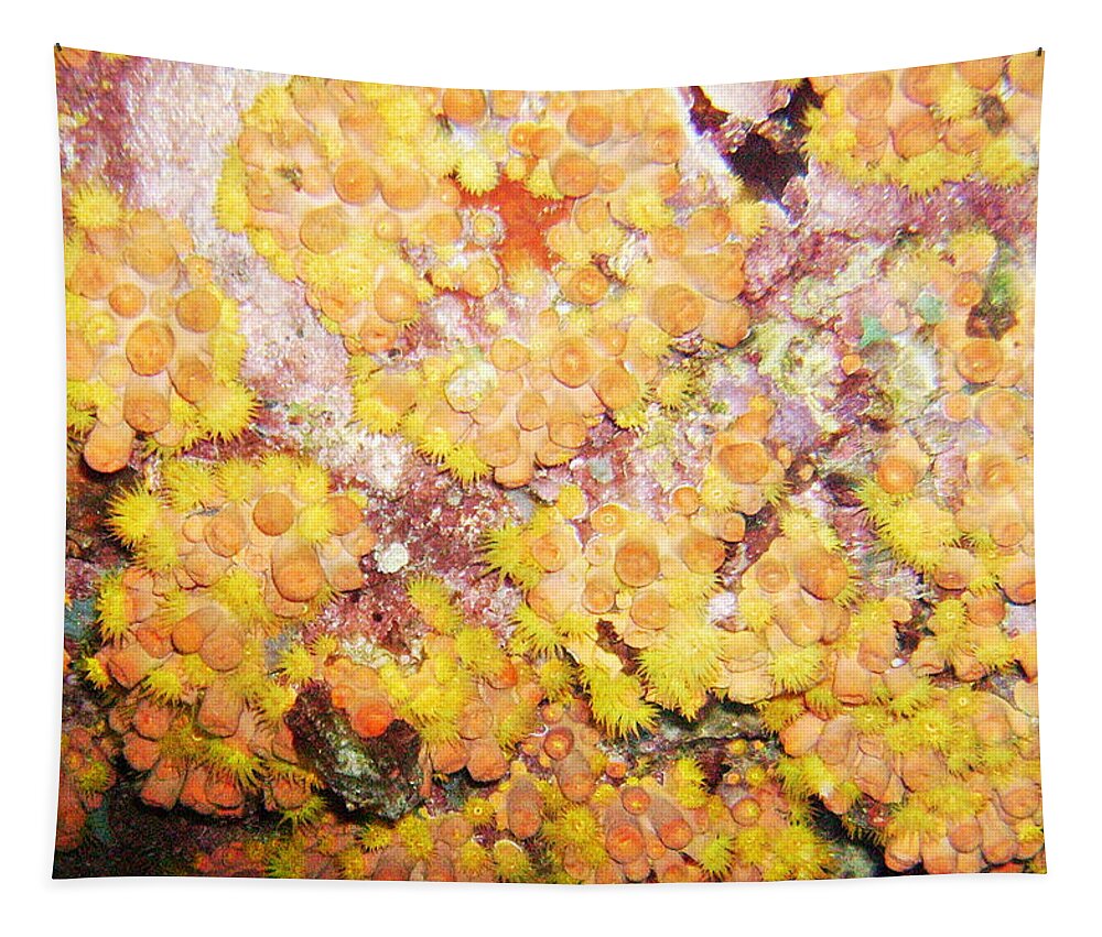 Ocean Tapestry featuring the photograph Orange Cups by Lynne Browne