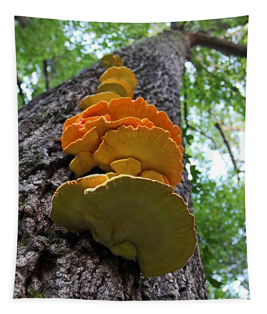 Mushrooms Tapestry featuring the photograph Orange Growth by Jennifer Robin