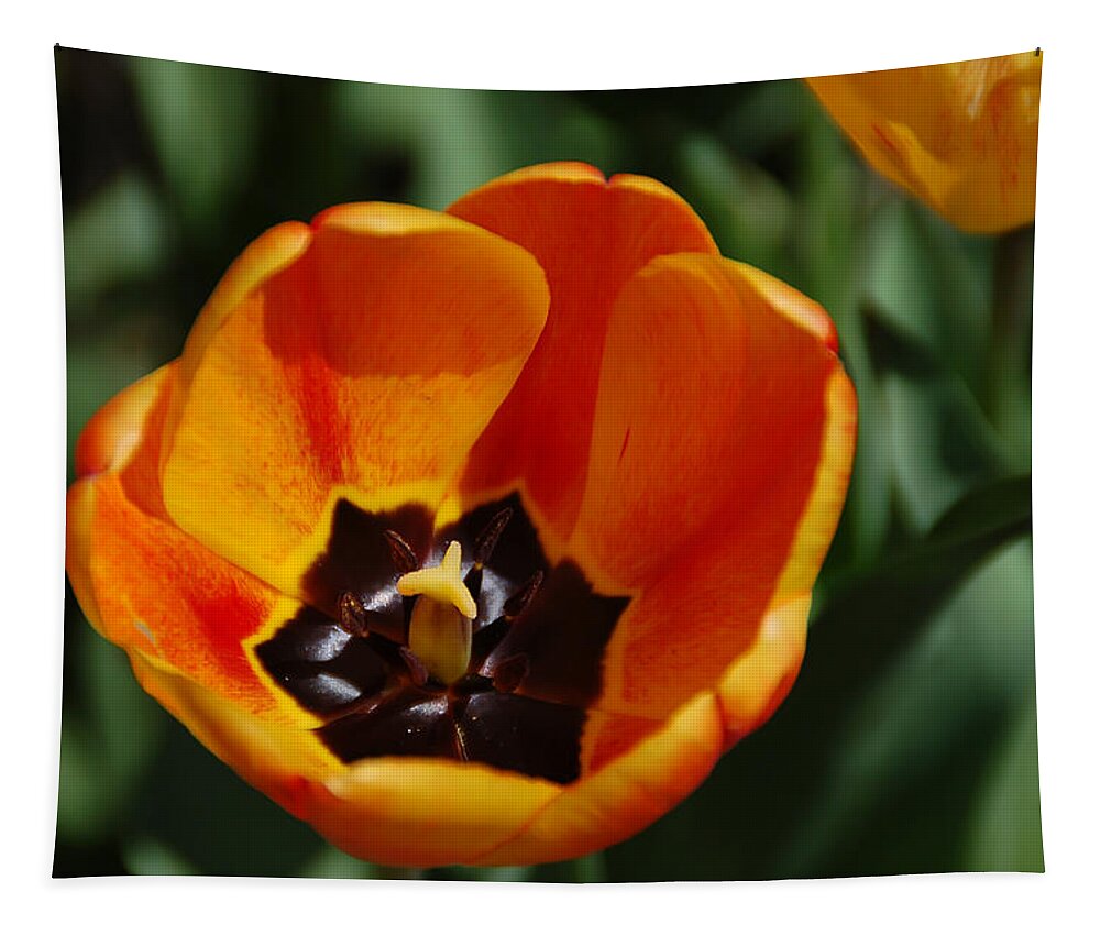 Orange Tulip Tapestry featuring the photograph Orange Tulip by Aimee L Maher ALM GALLERY