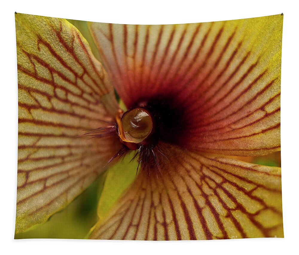 Orchid Tapestry featuring the photograph Orchid Flower - Telipogon ampliflorum by Heiko Koehrer-Wagner
