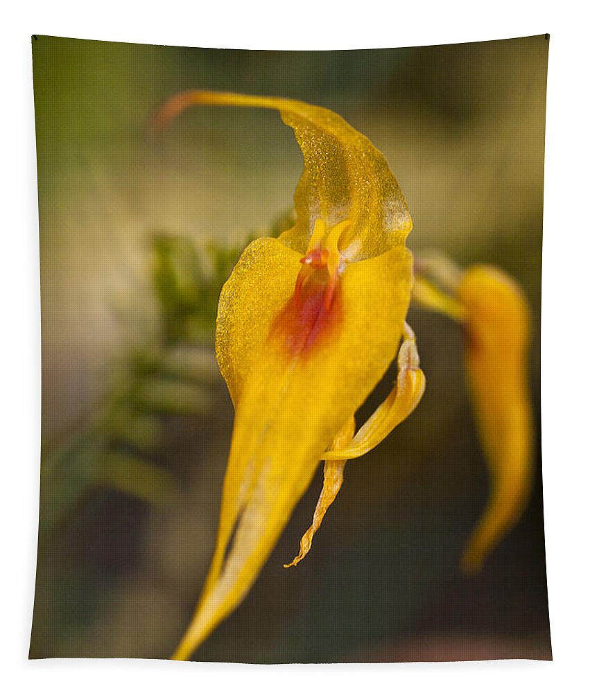 Orchid Tapestry featuring the photograph Orchid - Lepanthes maxonii by Heiko Koehrer-Wagner