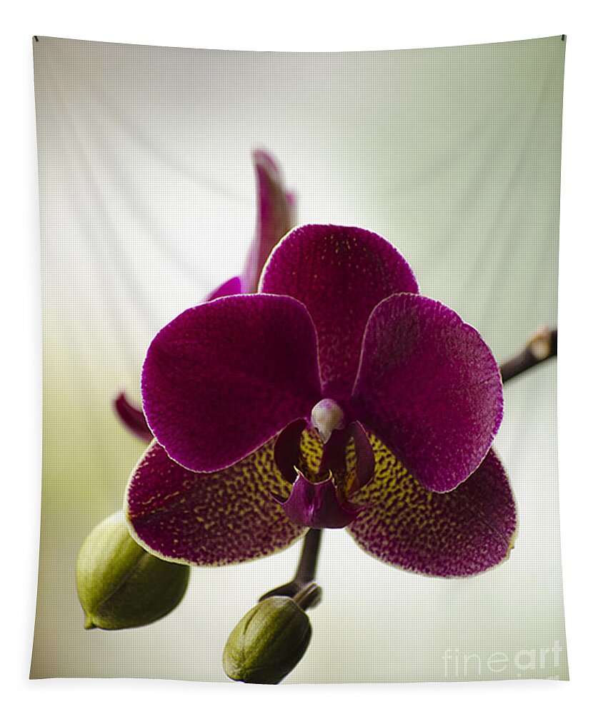 Beauty Tapestry featuring the photograph Orchid by Linsey Williams