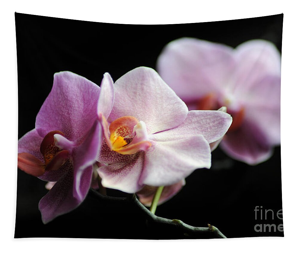 Orchid Tapestry featuring the photograph Orchid by Randi Grace Nilsberg