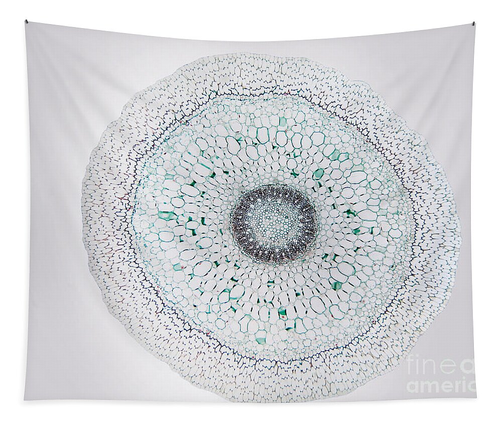 Science Tapestry featuring the photograph Orchid Root, Lm by Garry DeLong