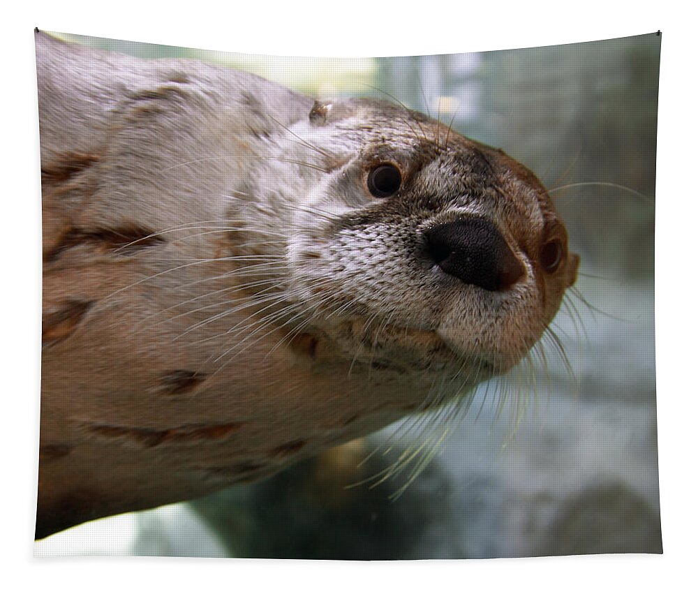 Otter Tapestry featuring the photograph Otter Be Lookin' at You Kid by John Haldane