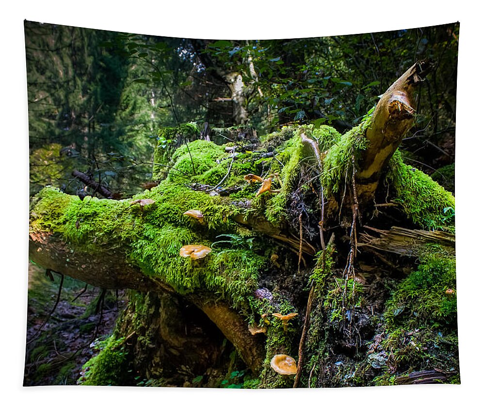 Graubuenden Tapestry featuring the photograph Overgrown by Thomas Nay