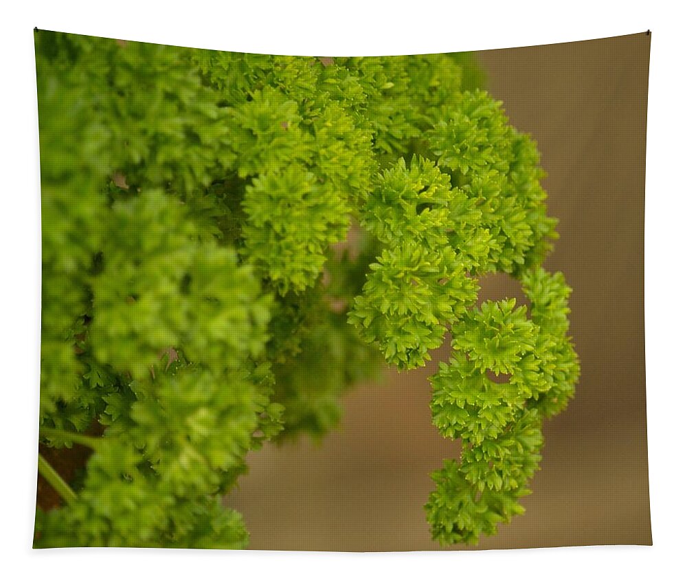 Overwintered Parsley Tapestry featuring the photograph Overwintered Parsley by Maria Urso