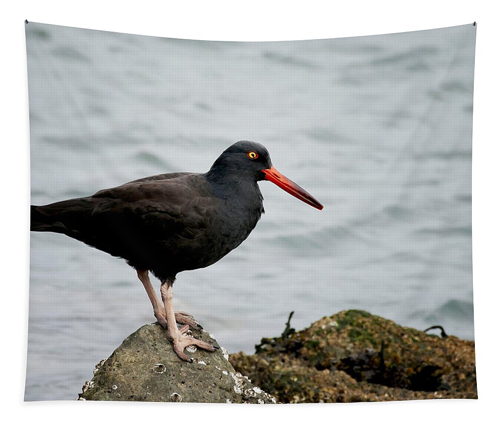 Oystercatcher Tapestry featuring the photograph Oystercatcher by Betty Depee