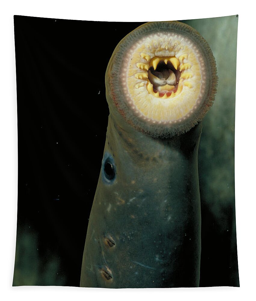 Animal Tapestry featuring the photograph Pacific Lamprey by Rondi Church