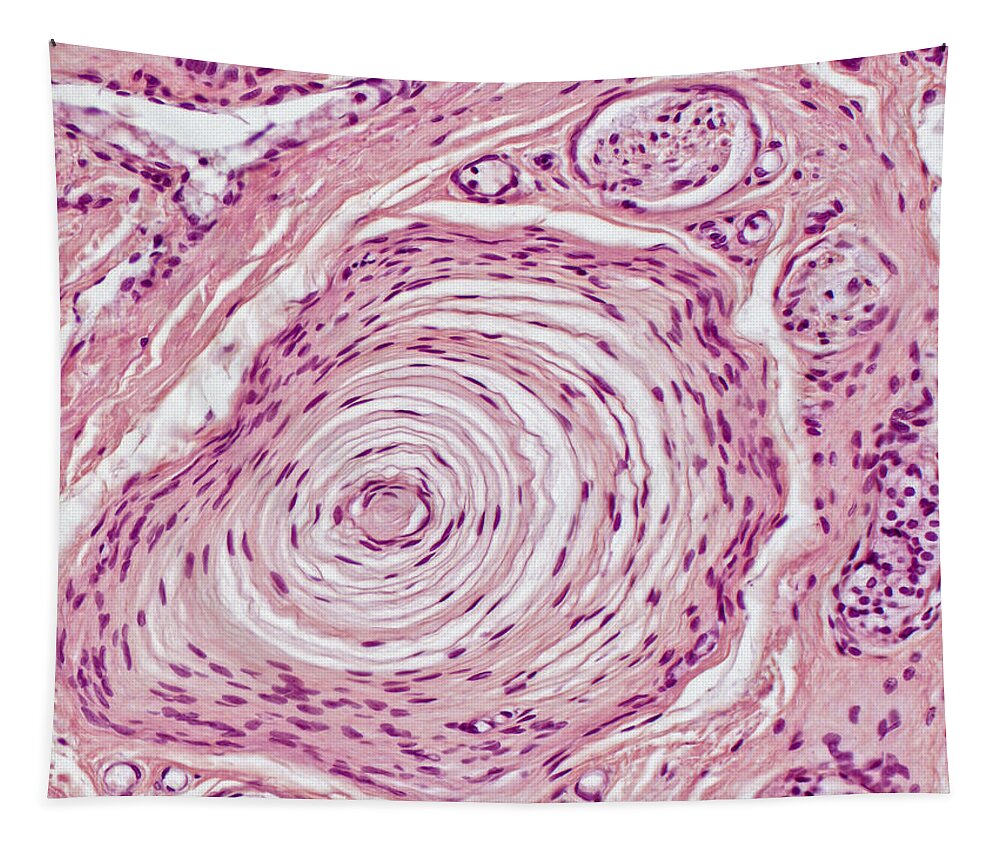 Pacinian Corpuscle Tapestry featuring the photograph Pacinian Corpuscle Lm by Alvin Telser
