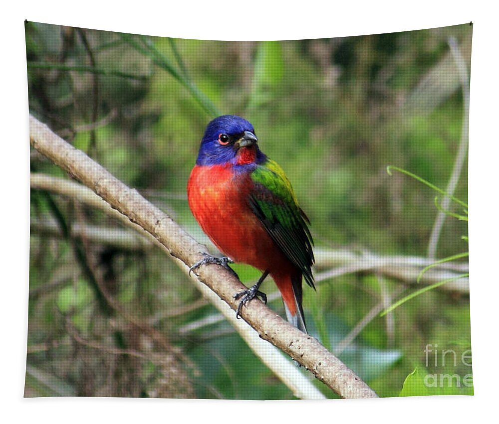 Painted Bunting Tapestry featuring the photograph Painted Bunting Photo by Meg Rousher