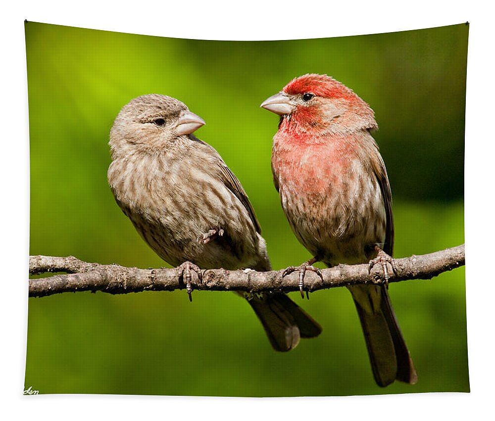 Affectionate Tapestry featuring the photograph Pair of House Finches in a Tree by Jeff Goulden