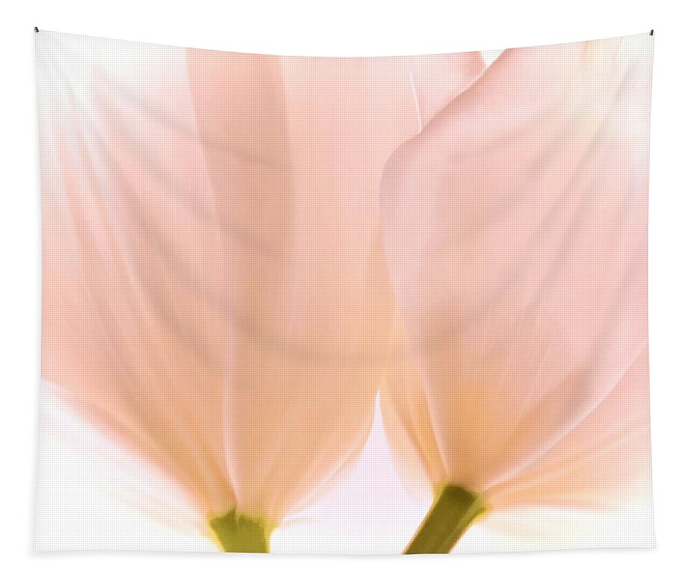 Flowers Tapestry featuring the photograph Pale Pink Tulips with Vignette by Phyllis Meinke
