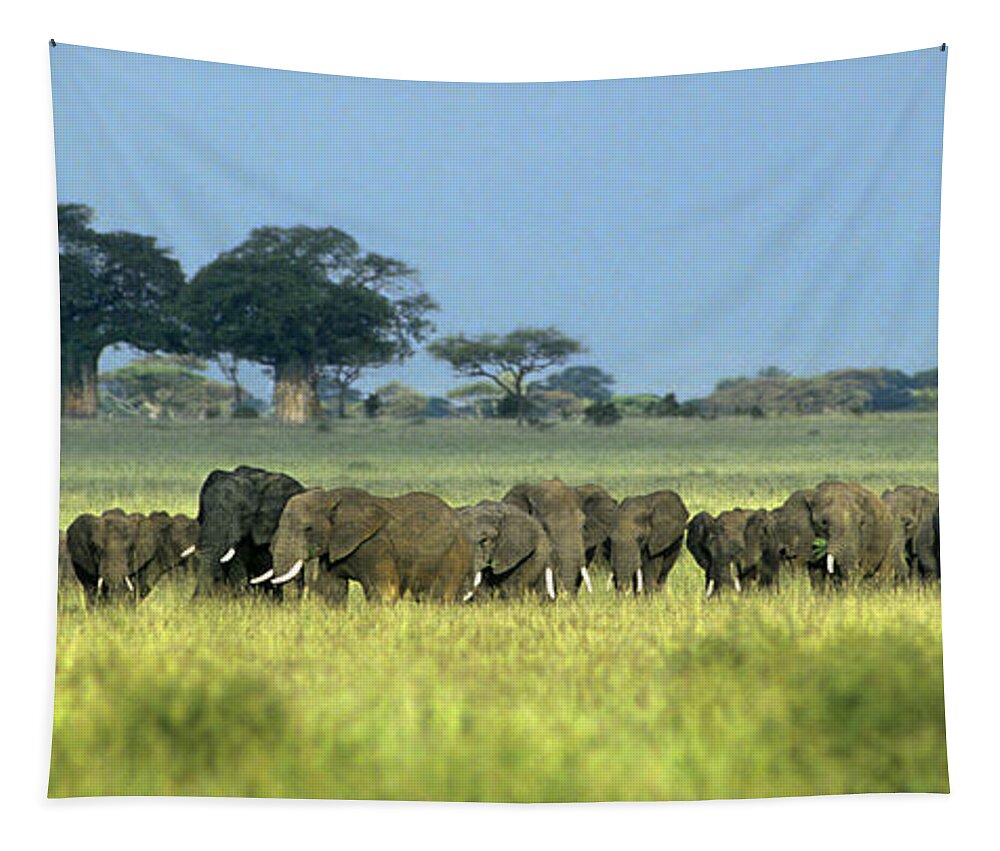 Africa Tapestry featuring the photograph Panorama African Elephant Herd Endangered Species Tanzania by Dave Welling