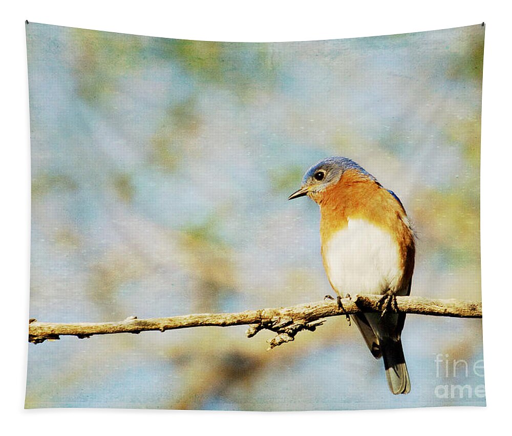 Bluebird Tapestry featuring the photograph Papa Blue by Pam Holdsworth