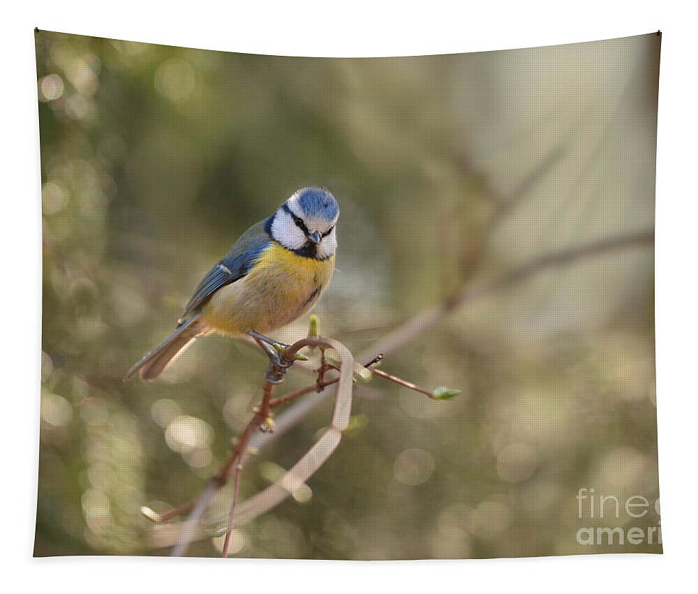 Blaminsky Tapestry featuring the photograph Parus sitting on a thin branch by Jaroslaw Blaminsky