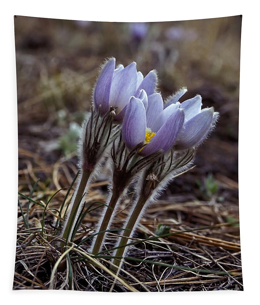 Flowers Tapestry featuring the photograph Pasque flower by Steven Ralser