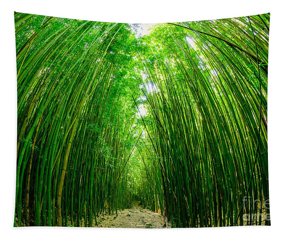 Hawaii Tapestry featuring the photograph Path through a bamboo forrest on Maui Hawaii USA by Don Landwehrle