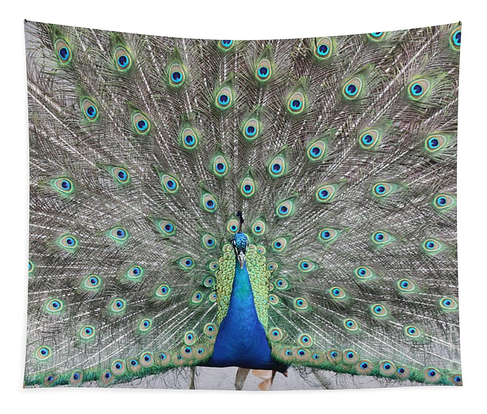 Peacock Tapestry featuring the photograph Peacock by John Telfer