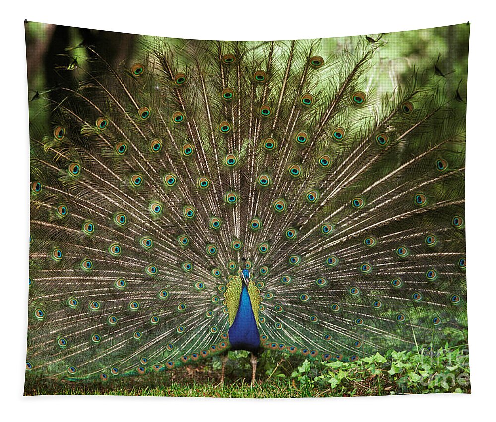 Animal Tapestry featuring the photograph Peacock Pavo Cristatus Displaying by Ron Sanford