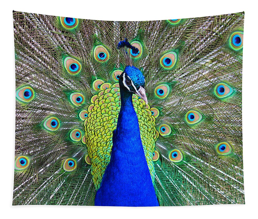 Birds Tapestry featuring the photograph Peacock by Roger Becker