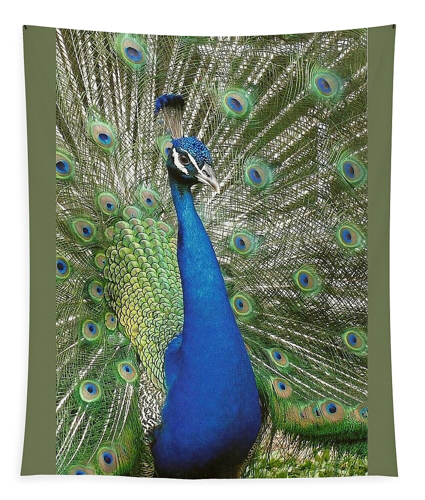 Peacock Tapestry featuring the photograph Peacock Waltz by Ella Kaye Dickey