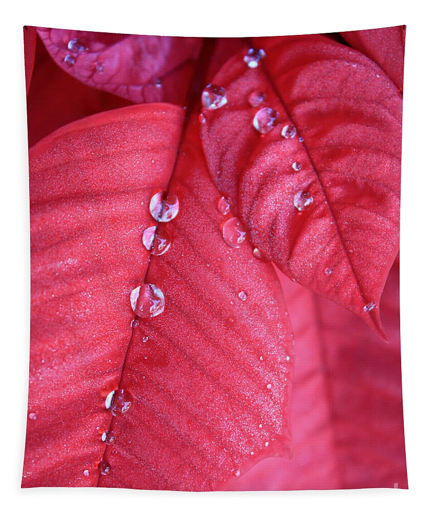 Poinsettia Tapestry featuring the photograph Pearls on Poinsettia by Carol Groenen