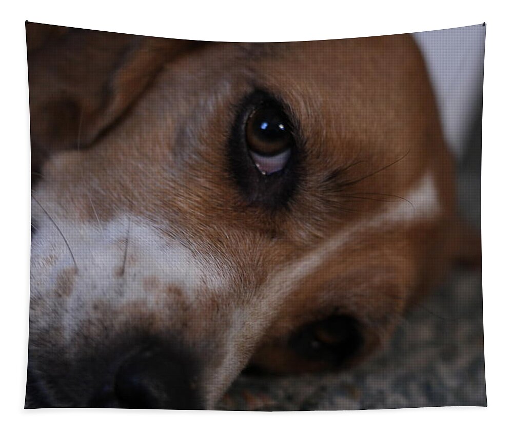 Beagle Tapestry featuring the photograph Penny the Beagle Dog by Valerie Collins