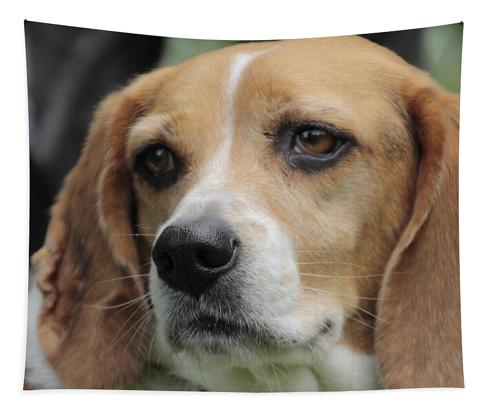 Beagle Tapestry featuring the photograph The Beagle named Penny by Valerie Collins