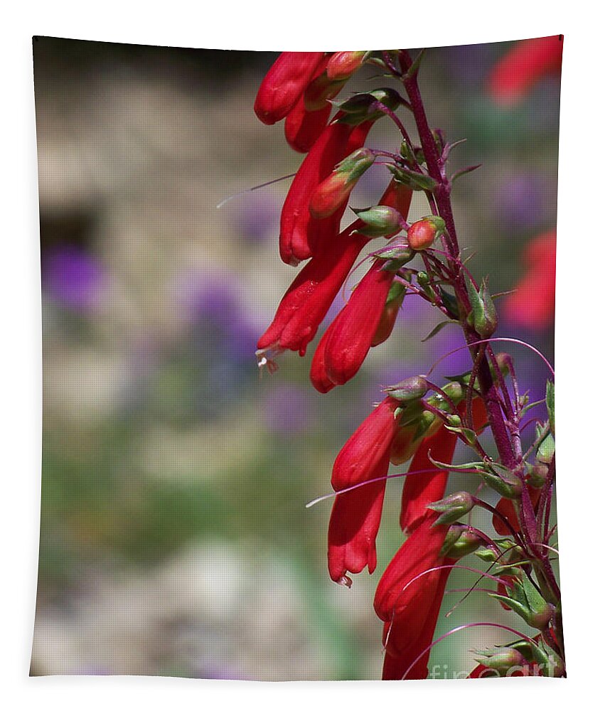 Flowers Tapestry featuring the photograph Penstemon by Kathy McClure