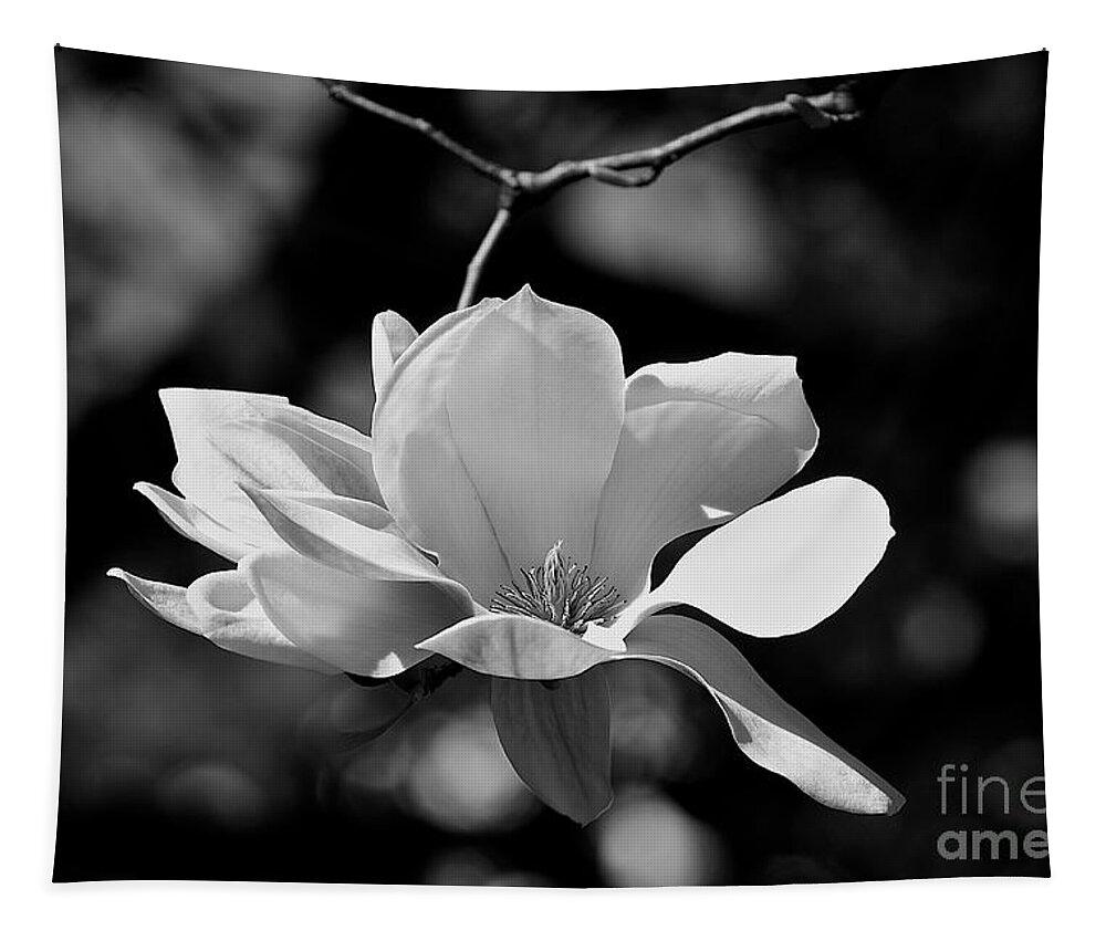  Black And White Tapestry featuring the photograph Perfect Bloom Magnolia In White by Frank J Casella