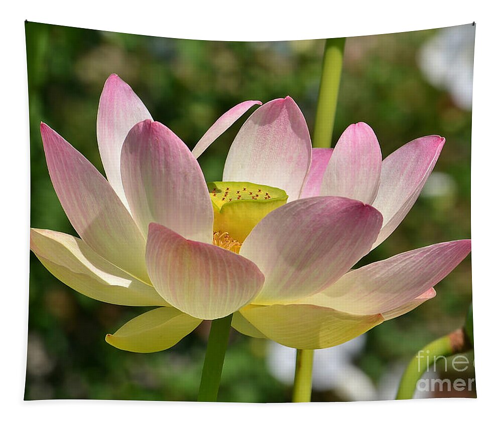 Lotus Tapestry featuring the photograph Perfection by Kathy Baccari