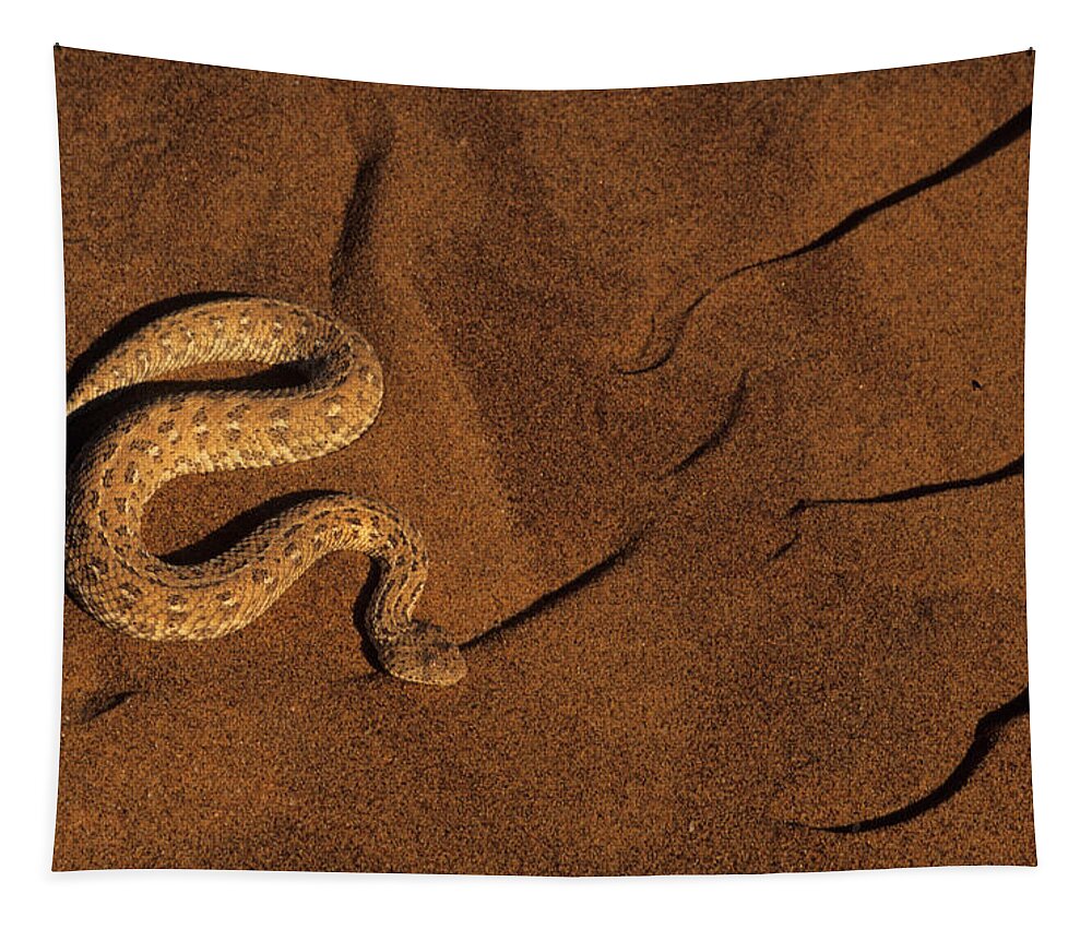 Peringuey's Adder Tapestry featuring the photograph Peringuays Adder by Nigel Dennis
