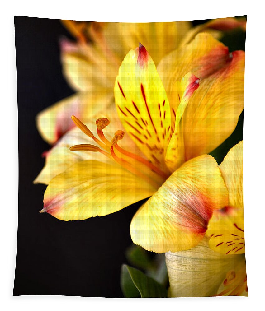 Peruvian Lily Tapestry featuring the photograph Peruvian Lily by Deb Halloran