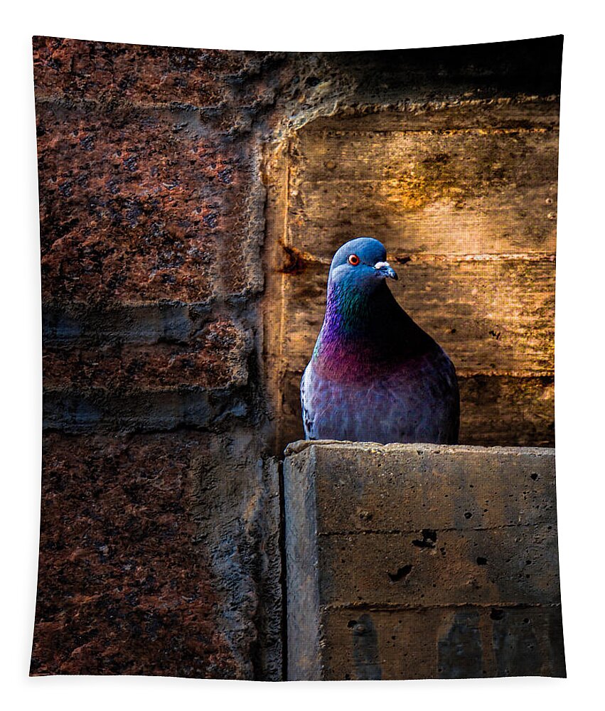 Pigeon Tapestry featuring the photograph Pigeon of the City by Bob Orsillo