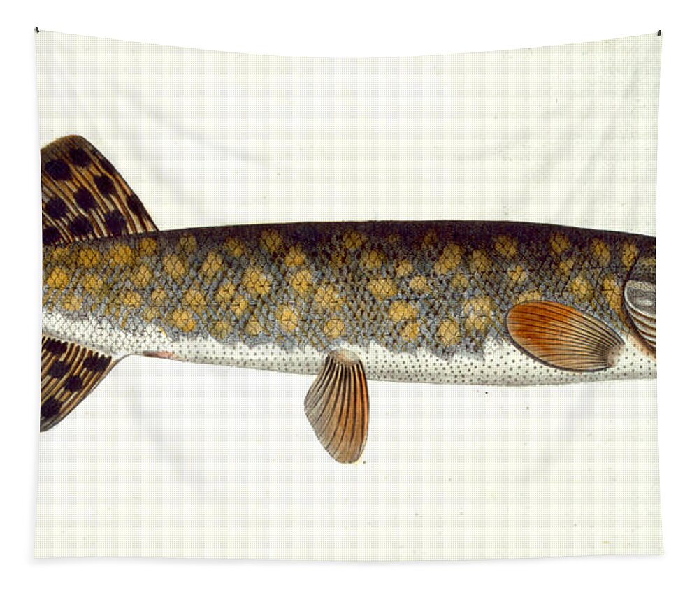 Fish Tapestry featuring the painting Pike by Andreas Ludwig Kruger