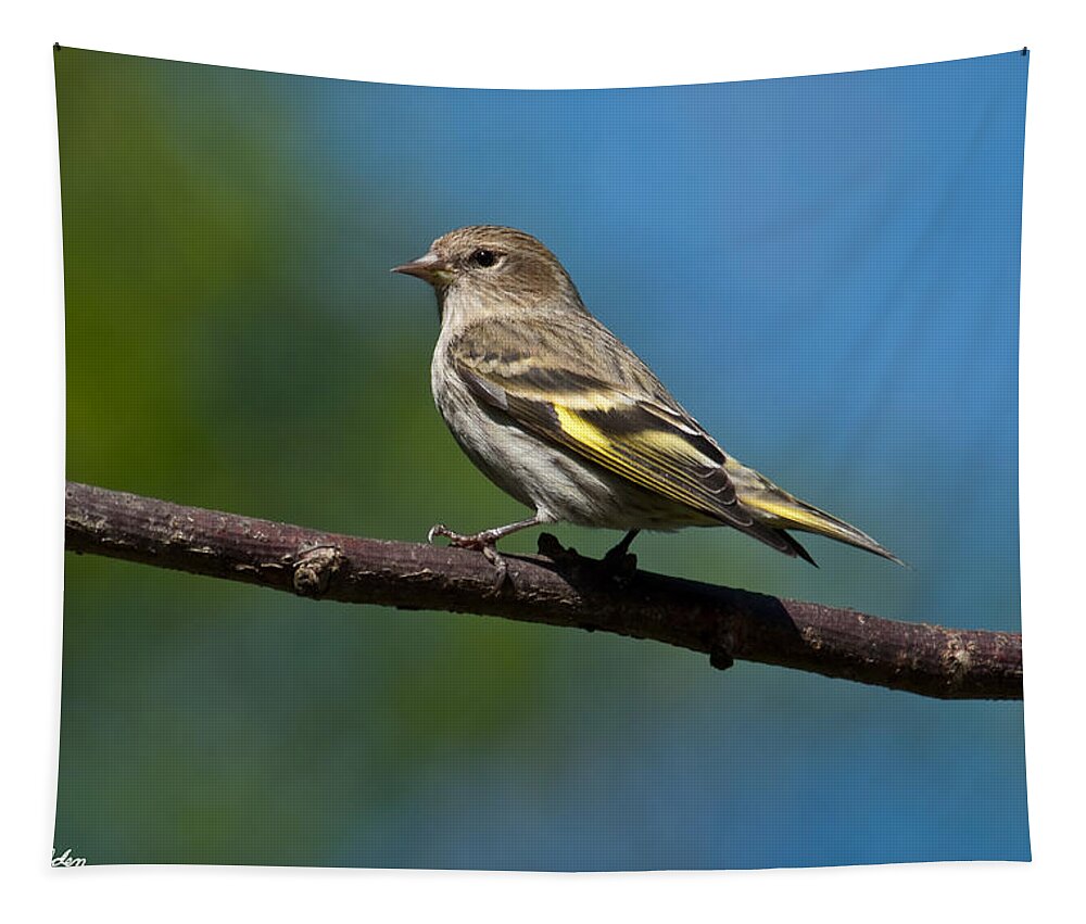 Animal Tapestry featuring the photograph Pine Siskin Perched on a Branch by Jeff Goulden