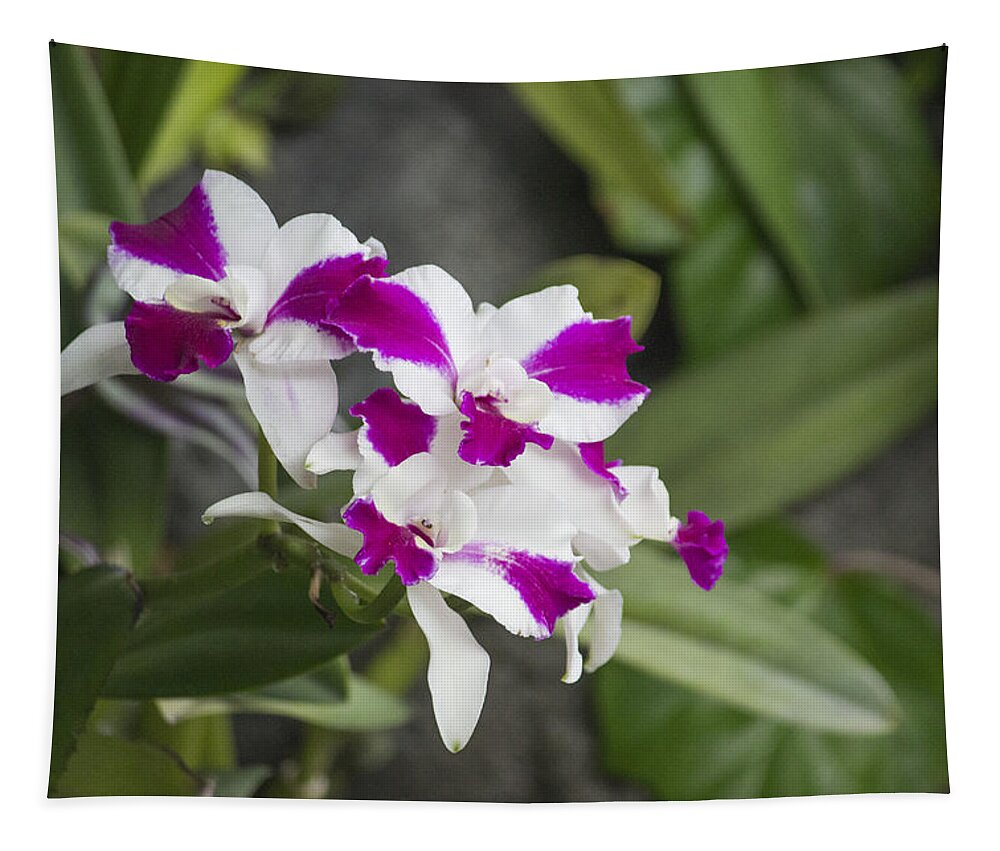 Pink And White Flower Tapestry featuring the photograph Pink and White Bloom by Becca Buecher