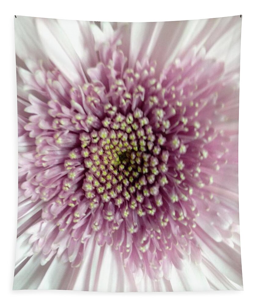 Flower Tapestry featuring the photograph Pink and White Chrysanthemum by Marian Lonzetta