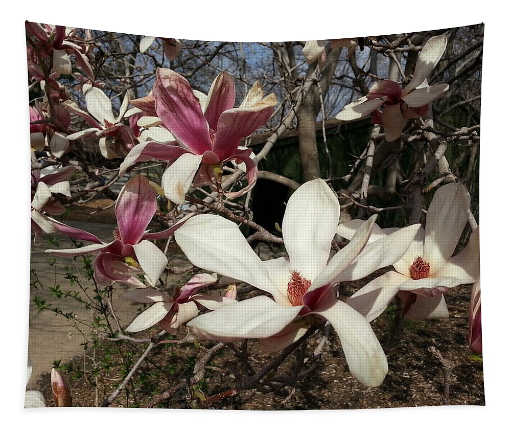 Pink Tapestry featuring the photograph Pink and White Spring Magnolia by Caryl J Bohn