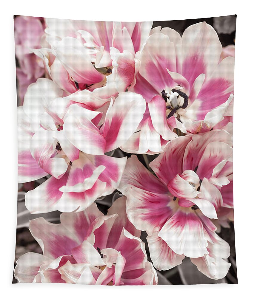 Tulips Tapestry featuring the photograph Pink and white tulips by Elena Elisseeva